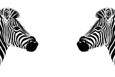 Canvas Prints Fine Wall Art Zebra Photo Print Black White Zebras 1 2 x